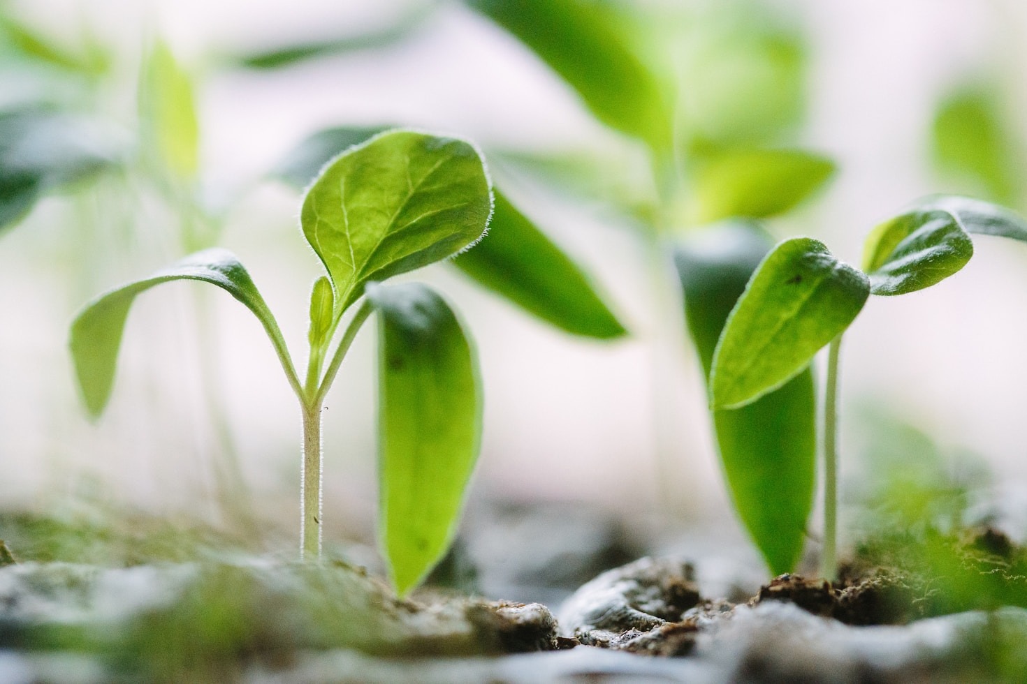 Top Strategies for Regenerative Development Success